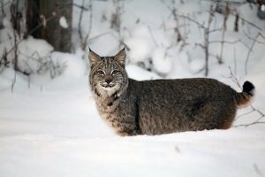 Copy cats: When is a bobcat not a bobcat?
