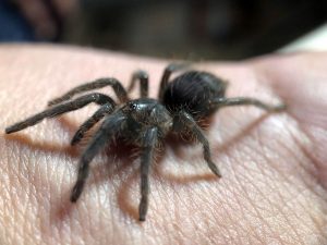 Detangling spooky spider myths