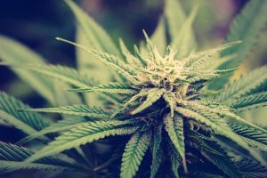 Parental consumption shapes how teens think about and use cannabis
