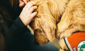 UBCO researchers explore the impact of canine cuddles on students
