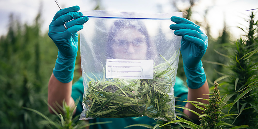 Research holding a bag of cannabis