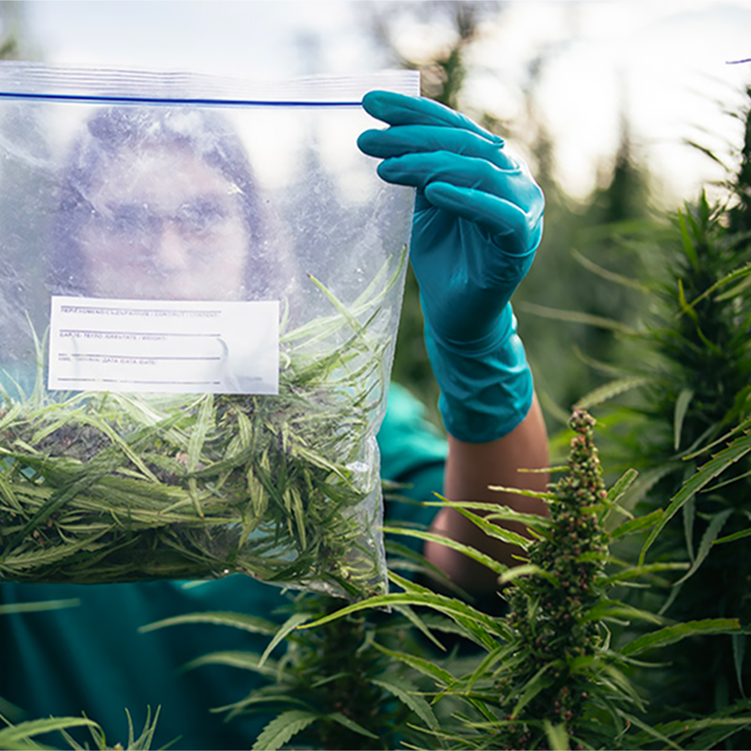Research holding a bag of cannabis